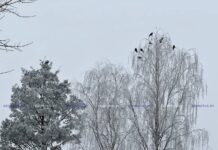 Гололедица, небольшой снег и до -11°С будет в Беларуси 19 февраля