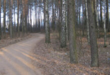 Лесная трагедия: подробности расследования убийства в Борисове, совершенного 10 лет назад