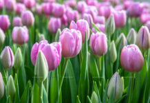 Интересные факты о празднике 8 Марта