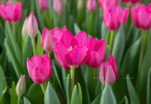 Как дольше сохранить тюльпаны в вазе? Читайте подробности