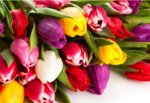 Член Совета Республики Национального собрания Республики Беларусь Тамара Красовская поздравляет с 8 Марта