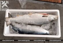Из Беларуси в Россию пытались незаконно вывезти около 14 тонн лосося