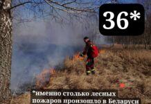 В лесном фонде Минлесхоза за прошедшие сутки зафиксировано 36 лесных пожаров