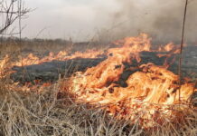 Спасатели предупреждают: из-за сжигания сухой травы горят дома и постройки