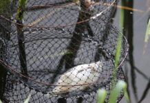 Продолжается специальное комплексное мероприятие «Нерест»