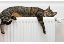 Кот на батареи