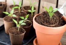 Чем подкормить рассаду, чтобы она окрепла