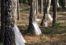 заготовка березового сока