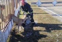 Спасатели спасли косулю в Борисове