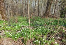 Фотофакт: вестники весны — первоцветы распустились на Борисовщине