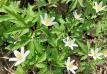 Нежный букетик – жестокая цена: как сохранить первоцветы