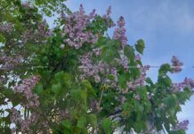 С какой суммой придется попрощаться за сорванные сирень и черемуху