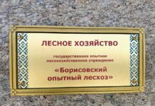 На республиканской доске почета – Борисовский опытный лесхоз
