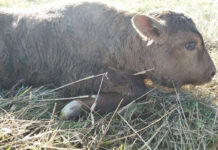 Корова родила зубренка! Подробности уникального для Беларуси случая