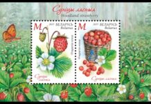 Минсвязи готовит к выпуску две почтовые марки и блок из серии «Земляника лесная»