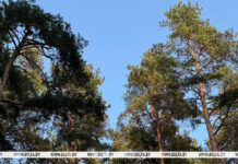 Ограничения на посещение лесов действуют в 78 районах Беларуси