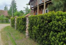 Оригинальные ландшафтные решения борисовчанина на семи сотках