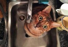 Порыв водовода по ул. Правобережной в Борисове локализован