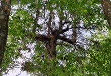 Уникальное дерево: в Беловежской пуще нашли необычную ель