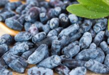 Июньская ягода: чем полезна жимолость и как ее готовить