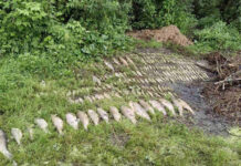 Экологи и следствие выясняют причины массовой гибели рыбы на реке Плиса в Борисове