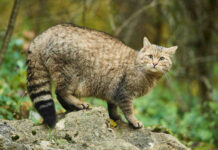 Европейский лесной кот замечен в Беларуси впервые за почти 100 лет