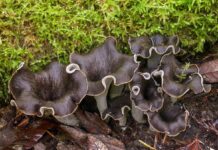 В Красную книгу Беларуси внесены новые виды грибов