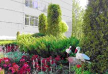 Борисовчанка Татьяна Григарчук благоустраивает территорию учреждения, в котором трудится, и не представляет жизни без цветов