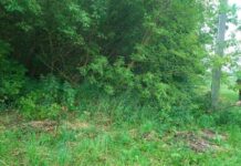 Ликвидирован очаг борщевика Сосновского в агрогородке Кищина Слобода