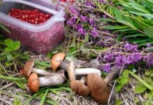 Реализация дикорастущей продукции без нарушения законодательства