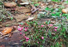 Новый для Беларуси вид миксомицетов нашли в Беловежской пуще