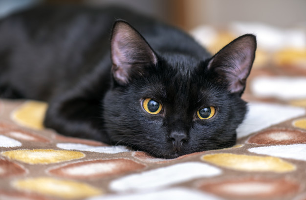 кот