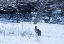 До 40 см снега. Рекордный снегопад выпал в Австралии