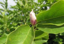 На Борисовщине во второй раз за сезон зацвела магнолия