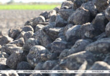 Свыше 1,5 млн тонн сахарной свеклы накопали в Беларуси