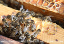 Ветер повредил дупло диких пчел в Беловежской пуще: специалисты переселили насекомых в новый улей