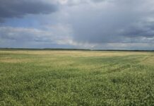 Заготовка травяных кормов на контроле. Какие нарушения установлены на Минщине