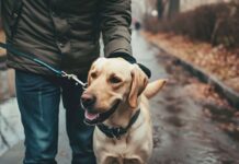 Памятка для владельцев собак