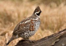 Открыт сезон охоты на рябчика и серую куропатку. Что важно знать