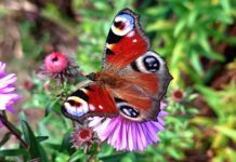 Цветы осени: яркие акценты в убранстве природы. Фоторепортаж