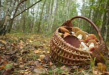 Женщины потерялись в лесу в Борисовском районе. Ведутся поиски