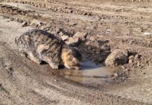 Как помочь бездомным животным: от подкармливания к ответственности