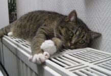 Стартовала подача тепла в жилфонд Борисовщины