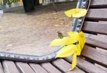 Очарование осени: красота золотой поры года завораживает. Фоторепортаж