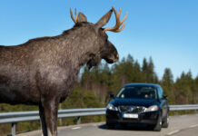 Как избежать ДТП с участием дикого животного