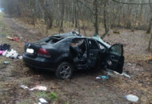 Один человек погиб и трое травмированы при столкновении автомобиля с лосем в Добрушском районе