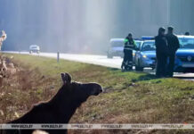 Более 3,3 тыс. ДТП с участием диких животных произошло в Беларуси за январь-август