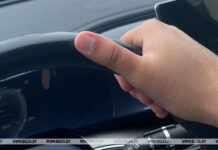 БООР: в этом году наблюдается значительный рост ДТП с участием диких животных