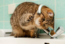 В д. Углы будет отсутствовать водоснабжение