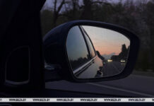 В какое время года чаще всего происходят ДТП с дикими животными в Беларуси, рассказали в Госинспекции